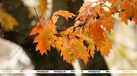 Облачно с прояснениями и до +11°С. Какой будет погода сегодня в Беларуси