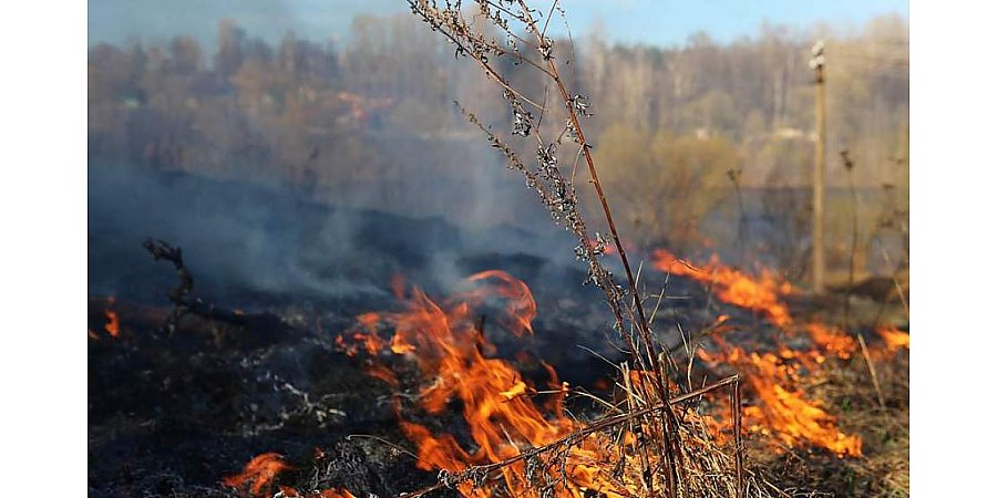 Опасная традиция. Чем грозят весенние палы сухой травы?