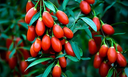Около 200 кг первого урожая ягод годжи из Гродненской области планируется экспортировать в Польшу