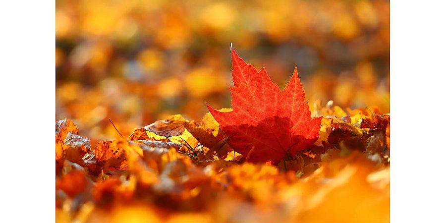 Какими будут первые выходные ноября в Беларуси, рассказали синоптики