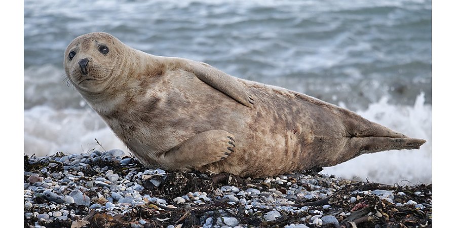 На побережье Каспийского моря в Дагестане нашли 1,7 тыс. мертвых тюленей