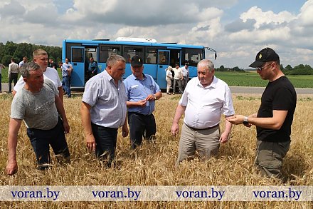 Культура земледелия на высоте. В Вороновском районе прошел объезд посевов