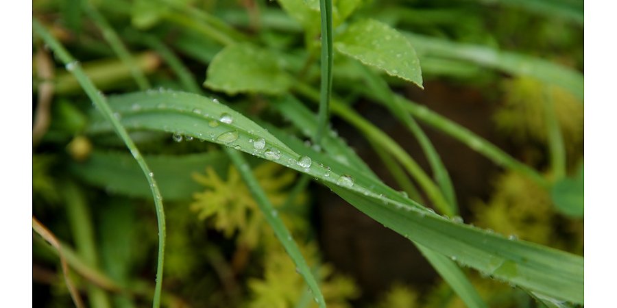 "Это информационный шум". Эксперты развеяли мифы о массовых штрафах за нескошенную траву