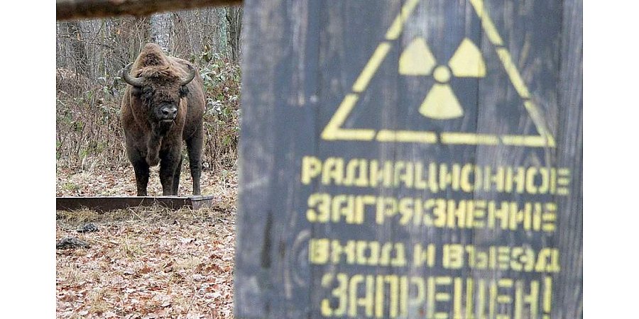 Чернобыль 40 лет спустя. В зону отчуждения вернулись животные, находящиеся под угрозой исчезновения