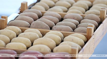 Наличие и качество картофеля в магазинах изучил МАРТ. Что показала проверка?