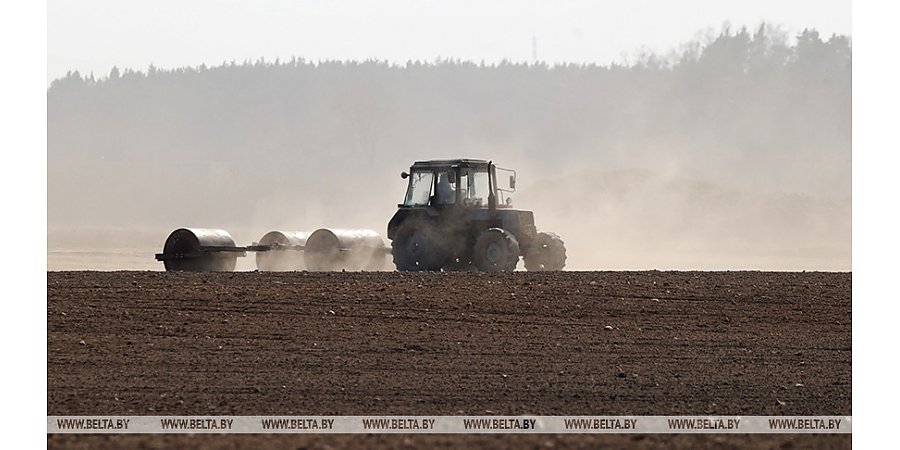Ранние яровые зерновые и зернобобовые в Беларуси посеяны почти на 23% площадей