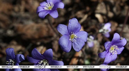 От -5°С ночью до +12°С днем. Какой будет погода в Беларуси в день субботника