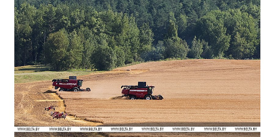 Александр Лукашенко в полях инспектирует ход уборочной кампании