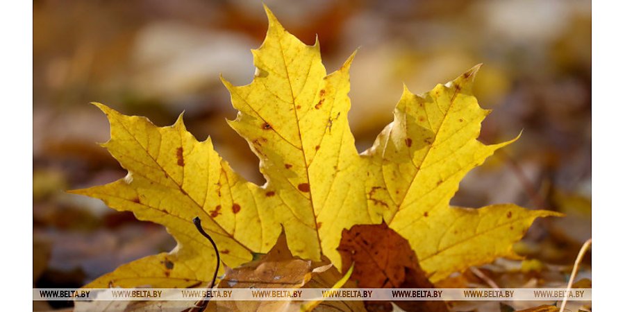 Белгидромет рассказал, какая погода будет в последний день осени