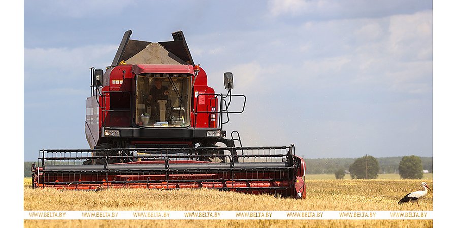 В Беларуси намолочено более 5 миллионов тонн зерна вместе с рапсом