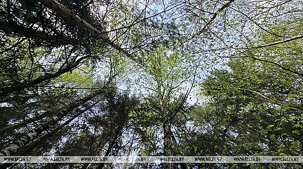 Ограничения на посещение лесов действуют в 101 районе Беларуси