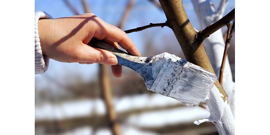 Как защитить деревья от морозобоин и солнечных ожогов зимой? Советы опытных садоводов