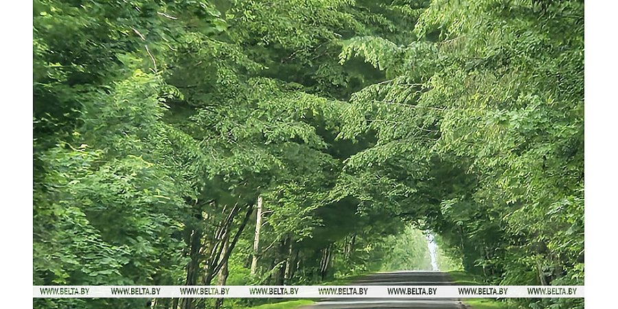 Дождливая погода с грозами ожидается сегодня в Беларуси