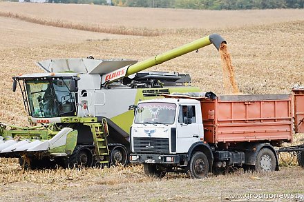 В Беларуси убрали почти 20% зерновых и зернобобовых культур
