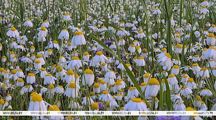 Малооблачно, без осадков. Какой будет погода в Беларуси сегодня
