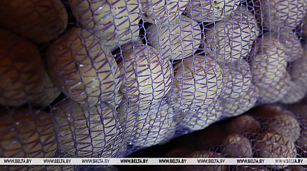 Аграрии Беларуси убрали свыше 40% выращенных в открытом грунте овощей