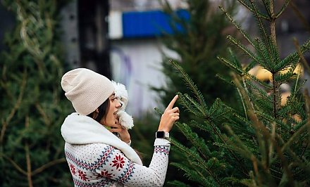 Сколько живых елей купили к Новому году белорусы