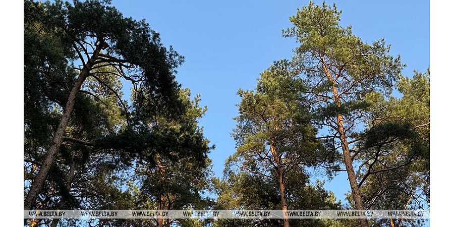 Ограничения на посещение лесов действуют в 14 районах Беларуси