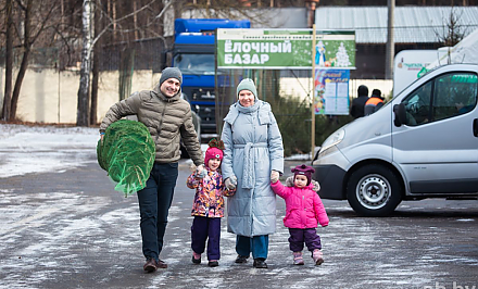 Белорусы стали покупать больше живых деревьев на новогодние праздники