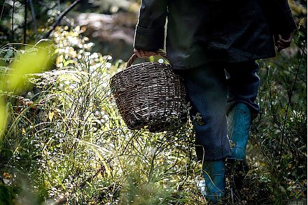 Жительница Вороновского района заблудилась в лесу во время сбора грибов