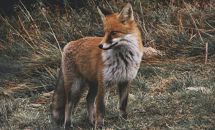 С 10 сентября в Гродненской области начинается вакцинация диких животных. Вакциносодержащие блистеры будут разбрасываться с воздуха