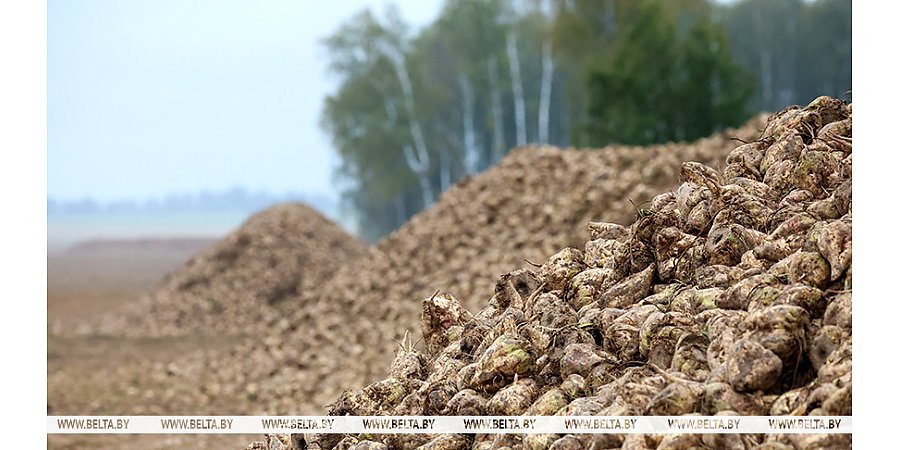 В Беларуси накопали более 500 тыс. тонн сахарной свеклы
