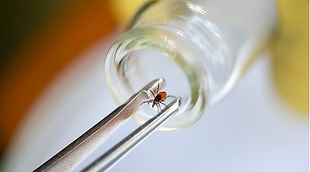 Пик активности клещей в Беларуси ожидается с мая