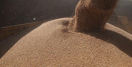 В Беларуси намолочено 8,3 млн тонн зерна с учетом рапса и кукурузы