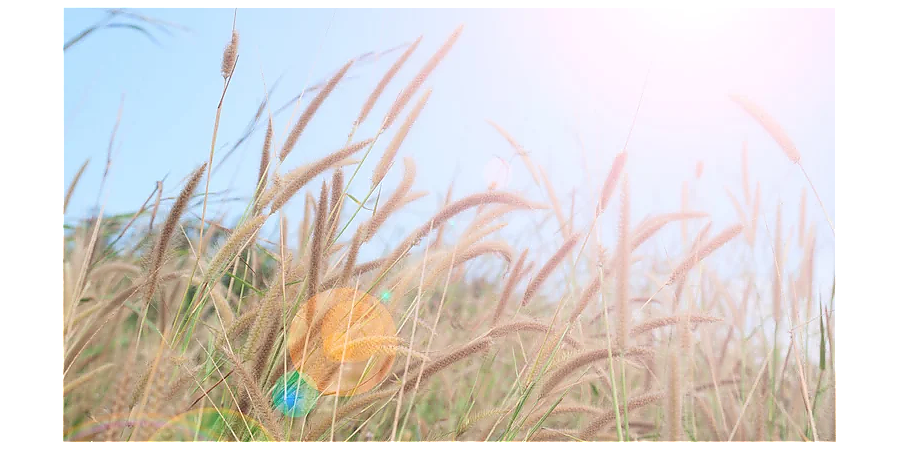 Народные приметы на 16 августа: что можно и нельзя делать в этот день