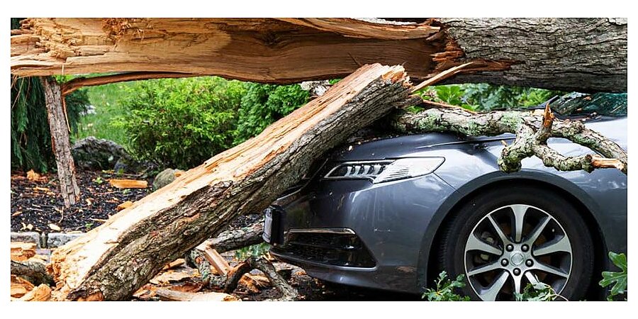 Не паркуйтесь под деревьями! На Беларусь надвигается шквалистый ветер