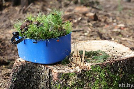 «Стартуем 11 октября»: в Минлесхозе назвали сроки проведения республиканской акции «Дай лесу новае жыццё!