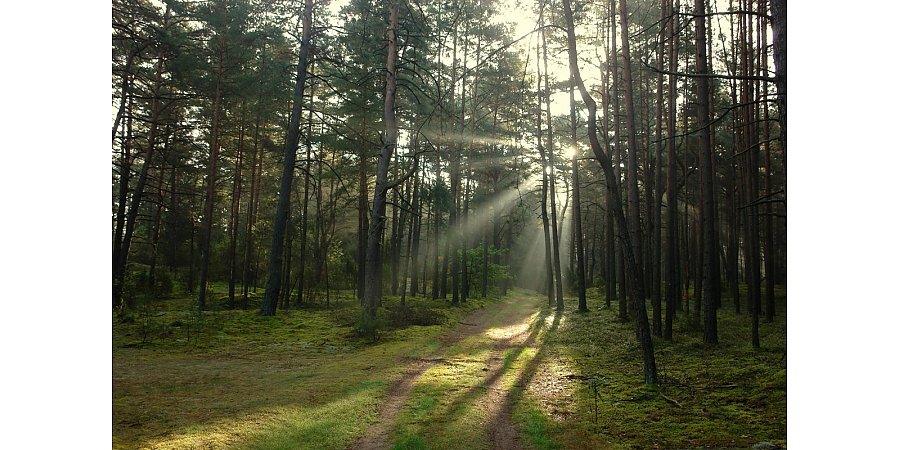 В Вороновском районе введено ограничение на посещение лесов