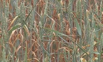 В Гродненской области высохли сотни гектаров зерновых