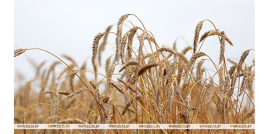 В Беларуси убрали около 15% зерновых и зернобобовых культур