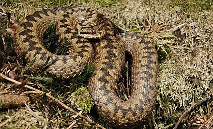 Два жителя Гродненщины пострадали от укуса гадюки