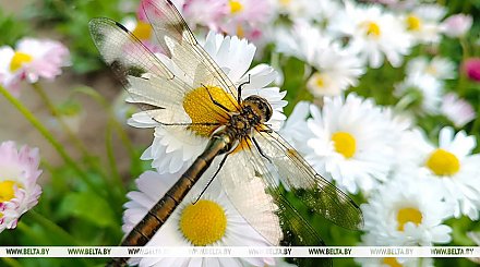 Переменная облачность и до +23°С ожидается в Беларуси 21 июня