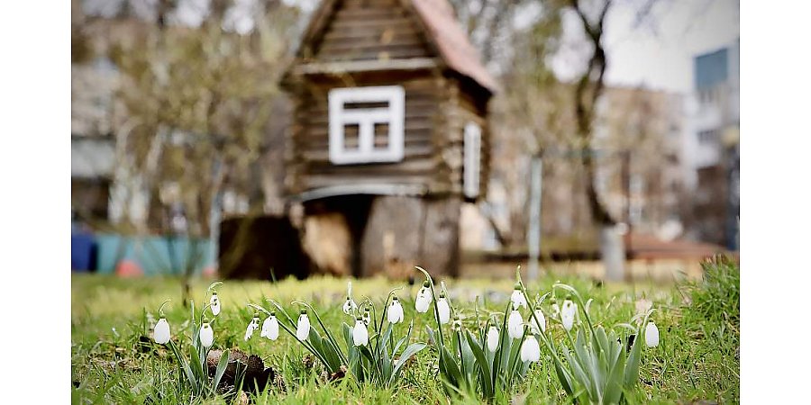 Фотофакт: В Гродно расцветают первые подснежники