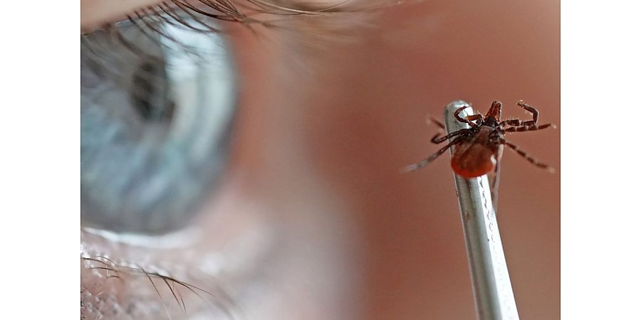 В парках и лесах Беларуси появились первые клещи. Какие болезни они переносят, и что делать после укуса