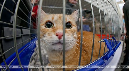 "Белавиа" временно не принимает к перевозке домашних питомцев на чартерных рейсах