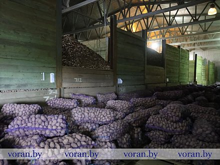 Город не останется без картофеля. В сельхозпредприятиях Вороновского района завершена закладка овощной продукции в стабилизационный фонд