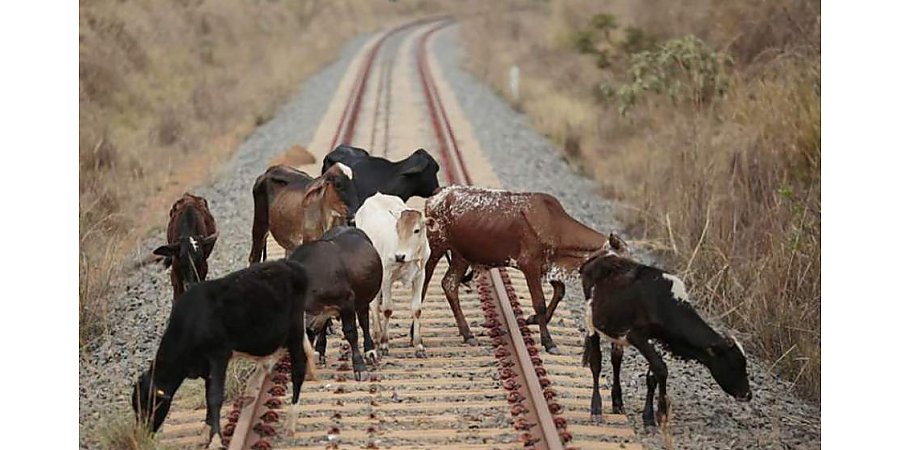 Выпас домашних животных у железнодорожных путей становится причиной их гибели и карается штрафом