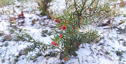 Метель, до -15°С и гололедица. Какой будет погода в Беларуси на этой неделе