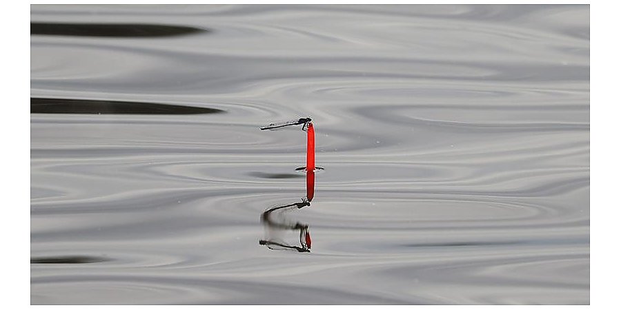 В Беларуси с 20 марта вводится нерестовый запрет на ловлю рыбы