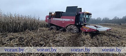 Зерно не пропадет