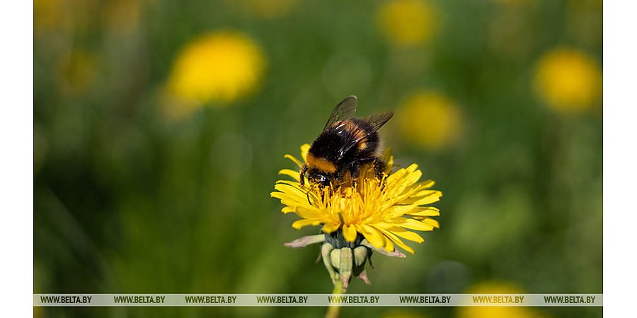 Штормовое предупреждение из-за ночных заморозков объявлено в Беларуси 7 мая