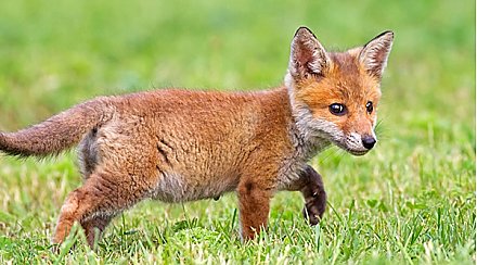 Как в "Маленьком принце". Гродненский зоопарк предлагает стать другом лисенку