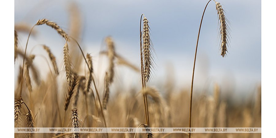 Белорусские аграрии намолотили 5 млн тонн зерна