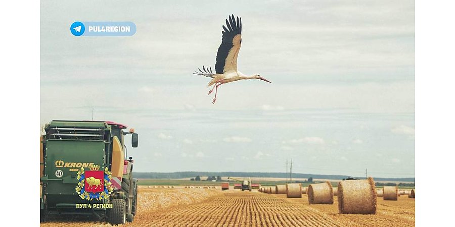 Гродненская область намолотила более 400 тысяч тонн зерна