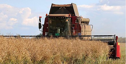 Белорусские аграрии убрали рапс на 85% площадей