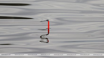 В Беларуси введен запрет на лов сома и чудского сига